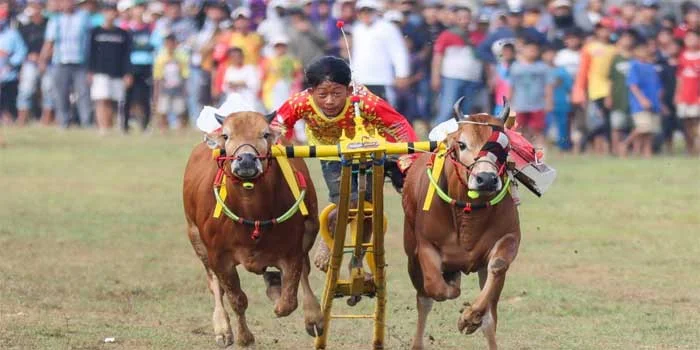 Explore Tradisi Karapan Sapi di Madura: Festival Lomba Balap Sapi Legendaris